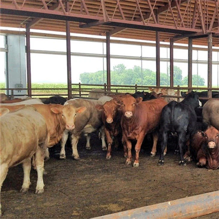 Metal Frame Cattle Barn 4